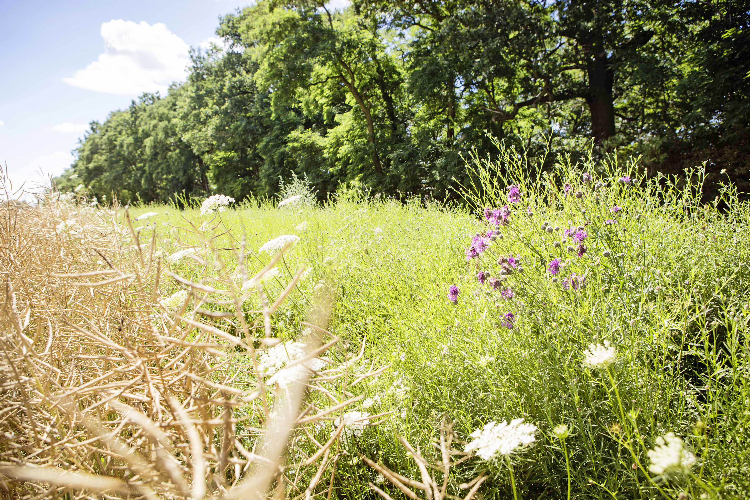 Blühstreifen und Blühflächen im Ackerbau von BASF Agricultural Solutions Deutschland.