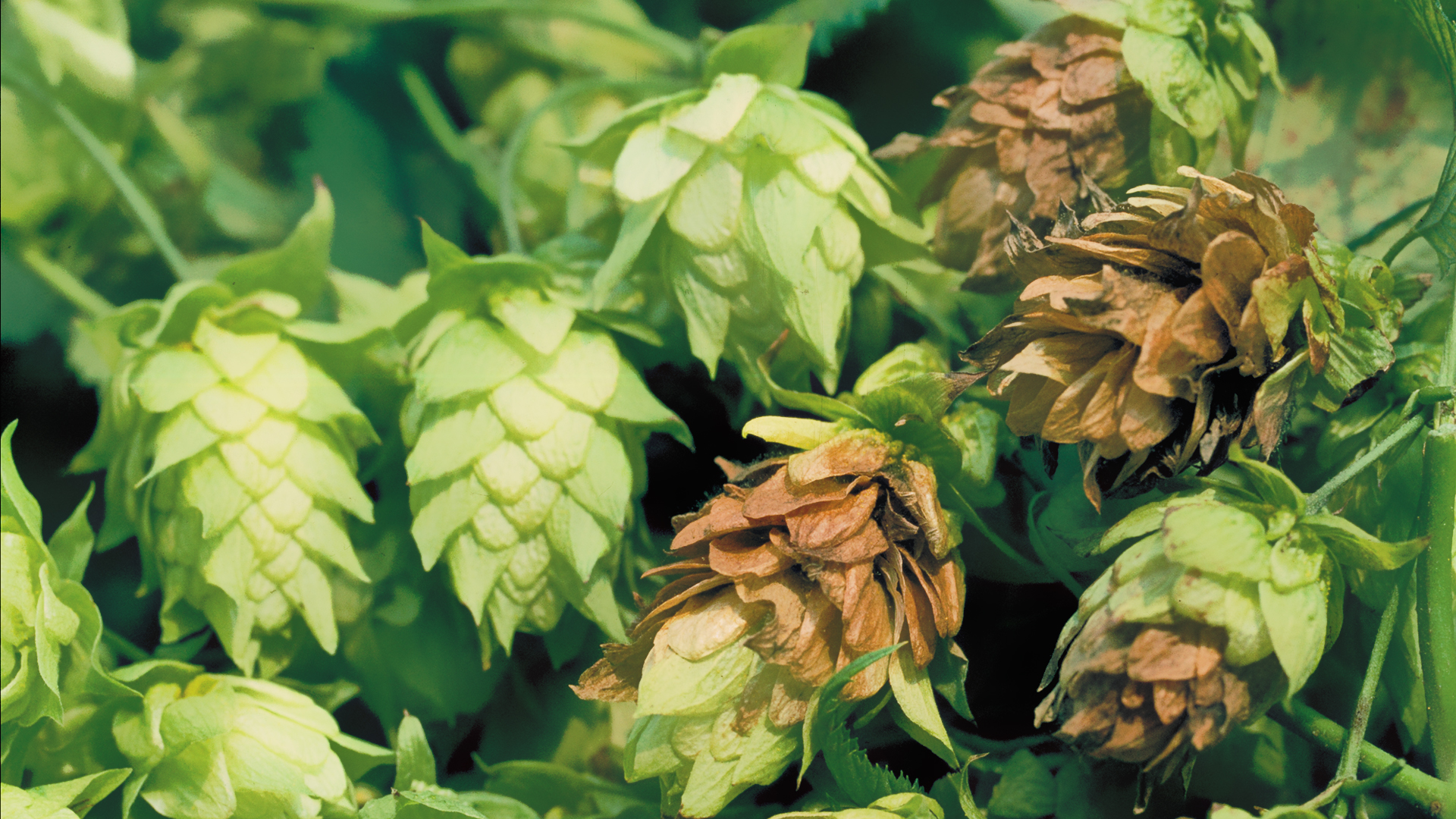 Starke Braunfäule an Hopfendolden verursacht durch Botrytis cinerea, deutlich sichtbare Verfärbungen