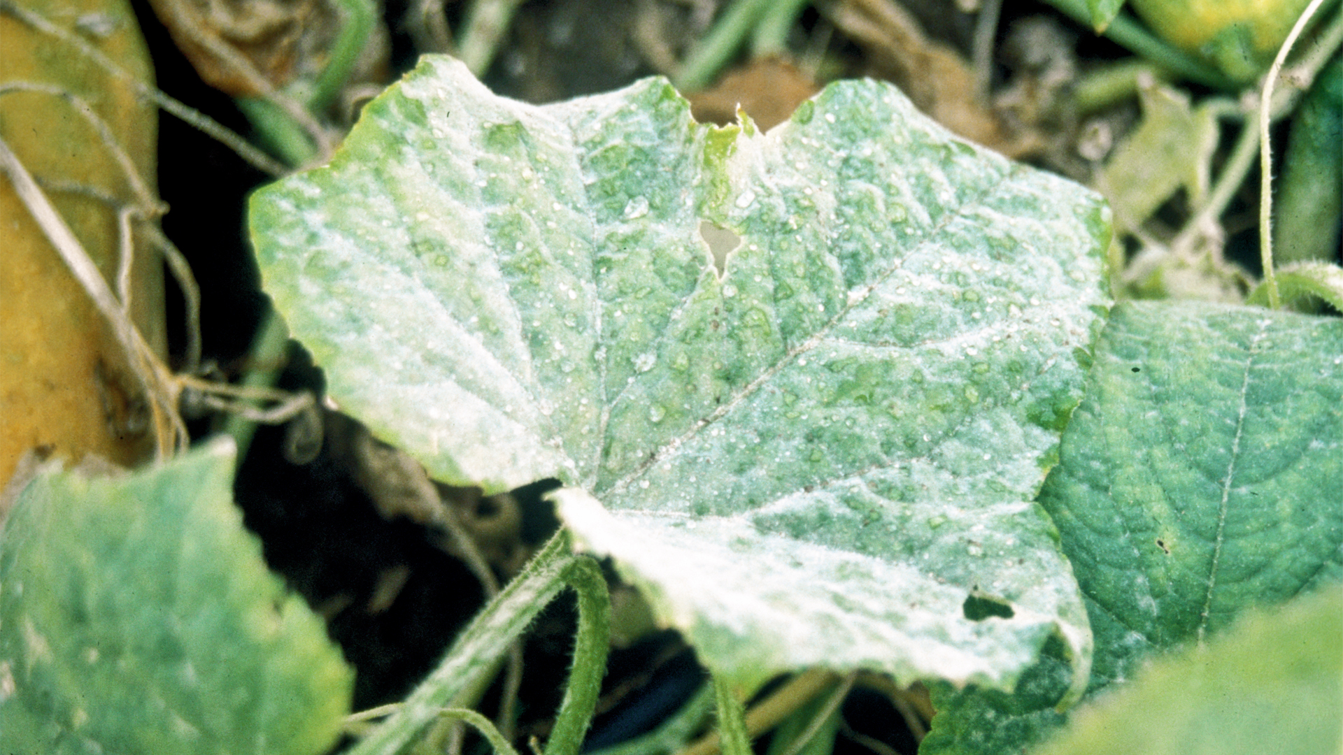 Ein mit Mehltau (Oidium erysiphoides) befallenes Gurkenblatt mit weißem, pudrigem Belag.
