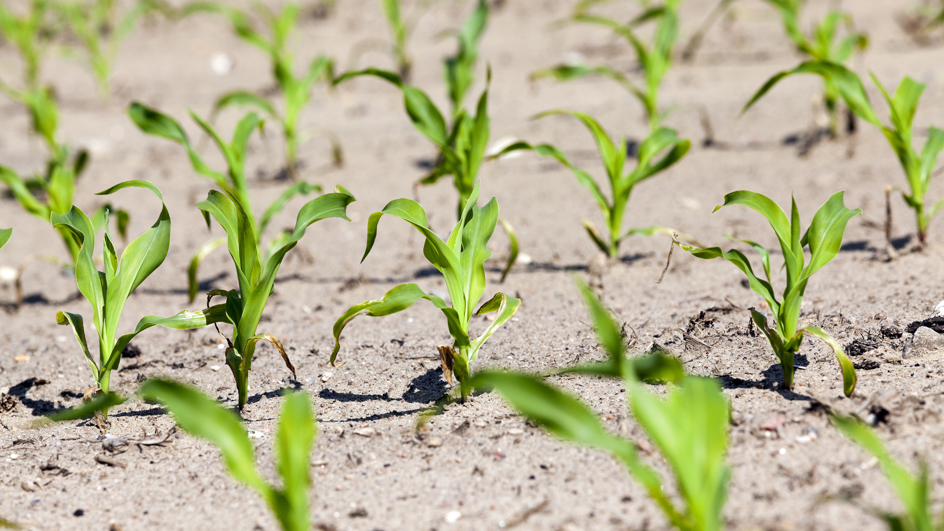 Sichere Unkrautbekämpfung in Mais auch bei trockener Witterung