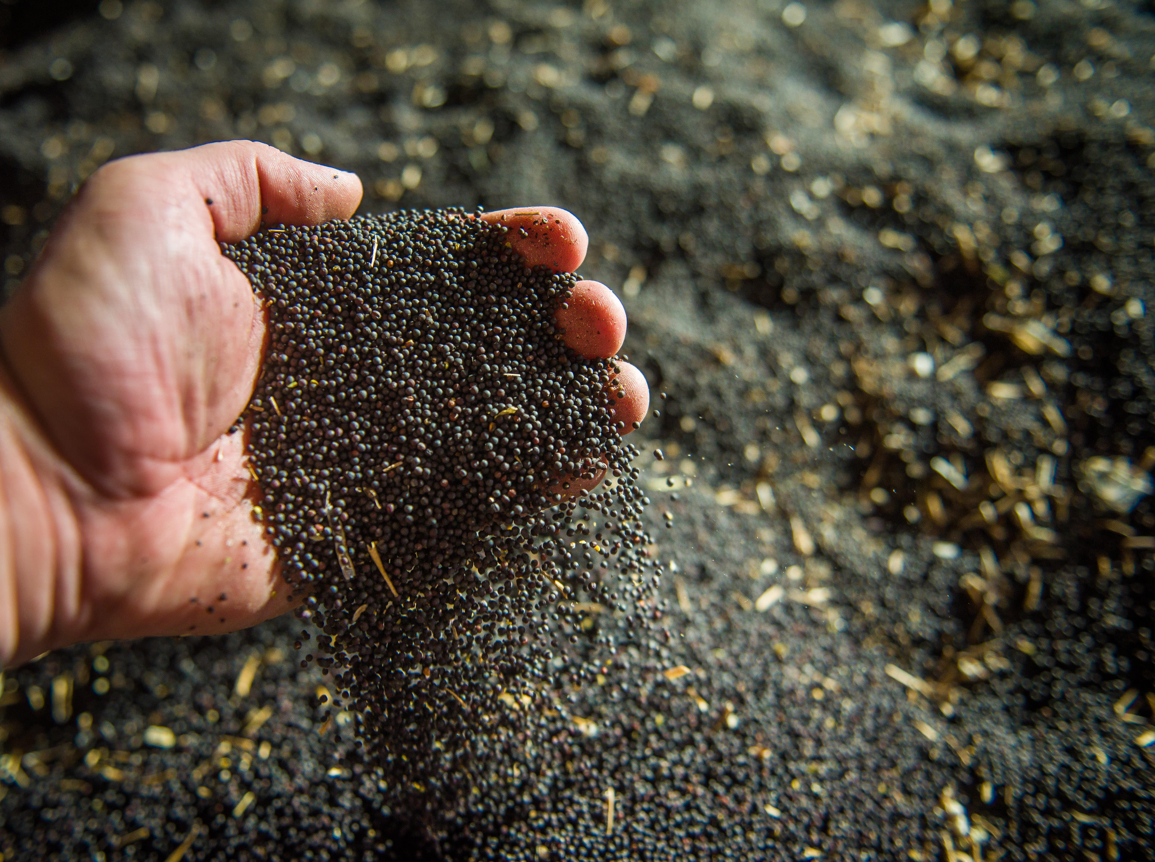 InVigor – Saagut für erstklassige und leistungsstarke Rapssorten in bester Qualität.