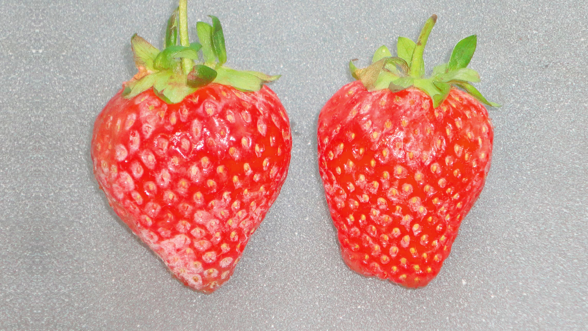 Zwei Erdbeeren mit weißlich-matten Verfärbungen durch Echten Mehltau (Podosphaera aphanis)