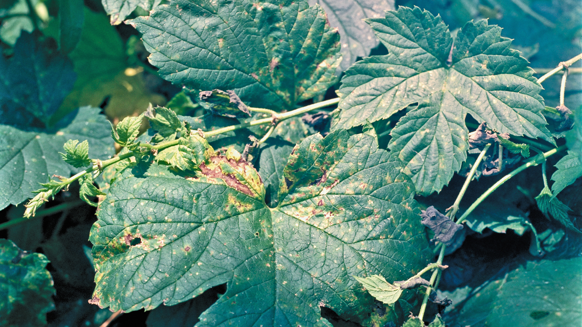 Hopfenblatt mit unregelmäßigen gelbbraunen Verfärbungen, typisches Symptom von Peronospora humuli