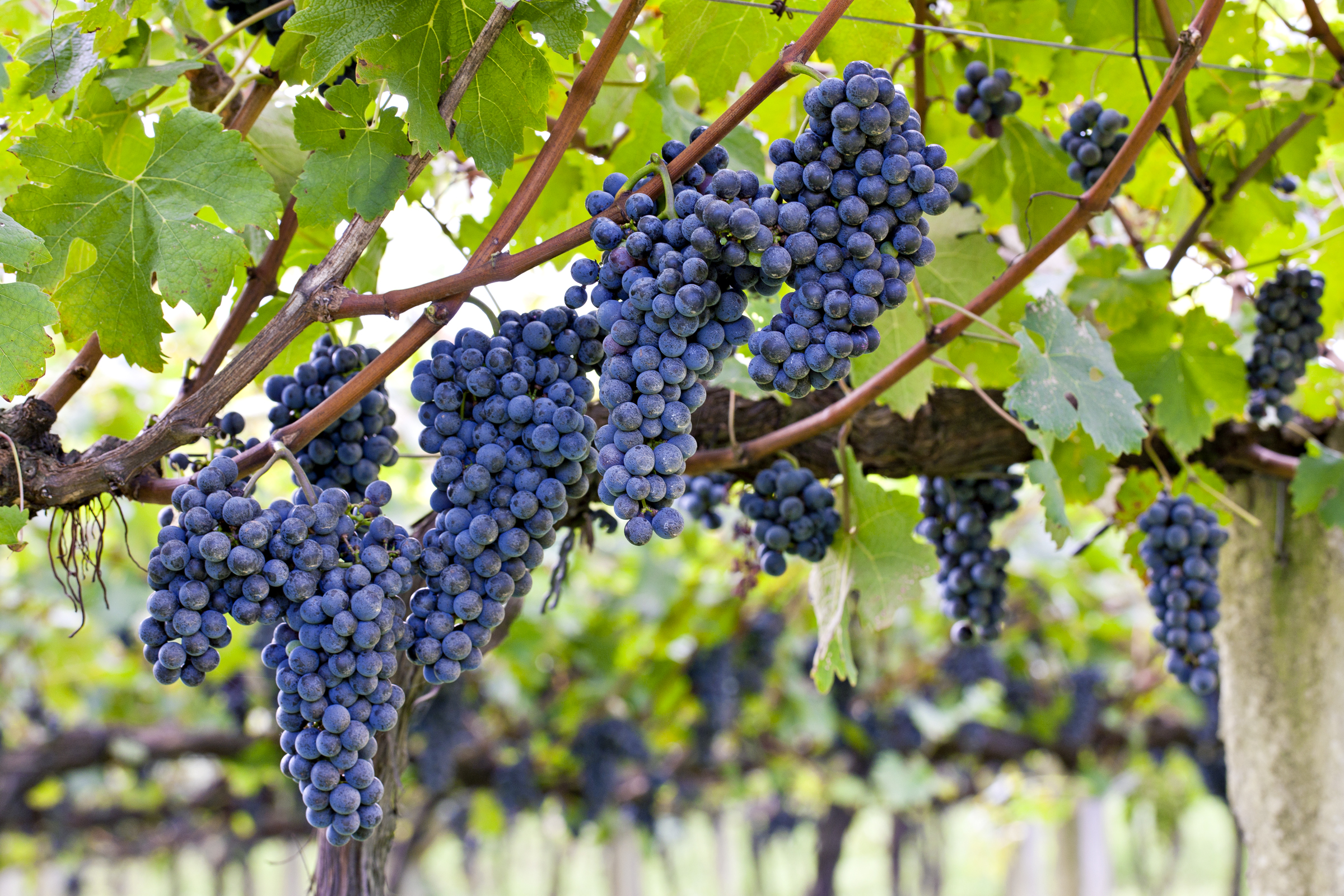 Botrytisstrategien für einen erfolgreichen Weinbau