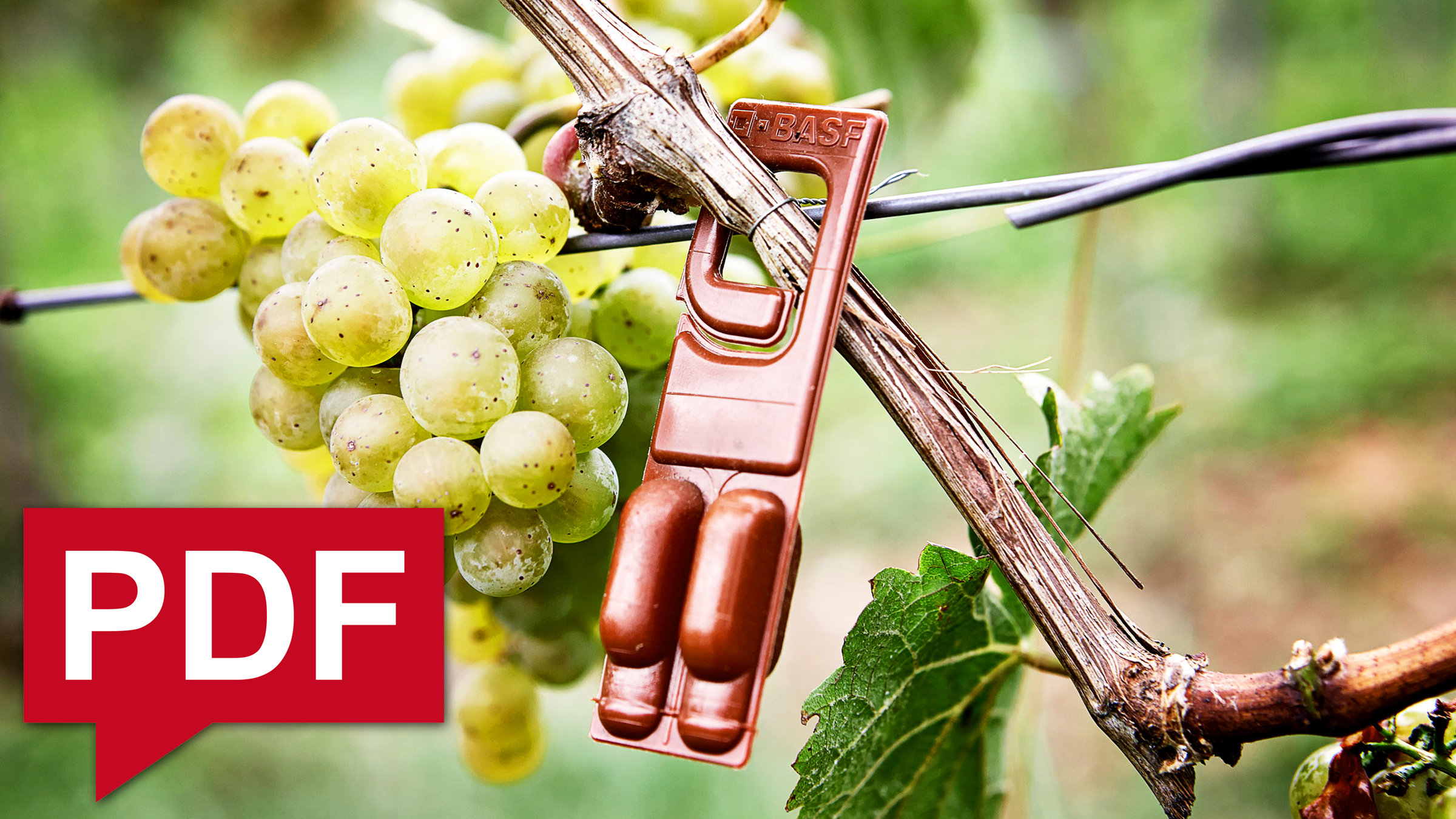 Weinbau Broschüre Pheromone als PDF Download