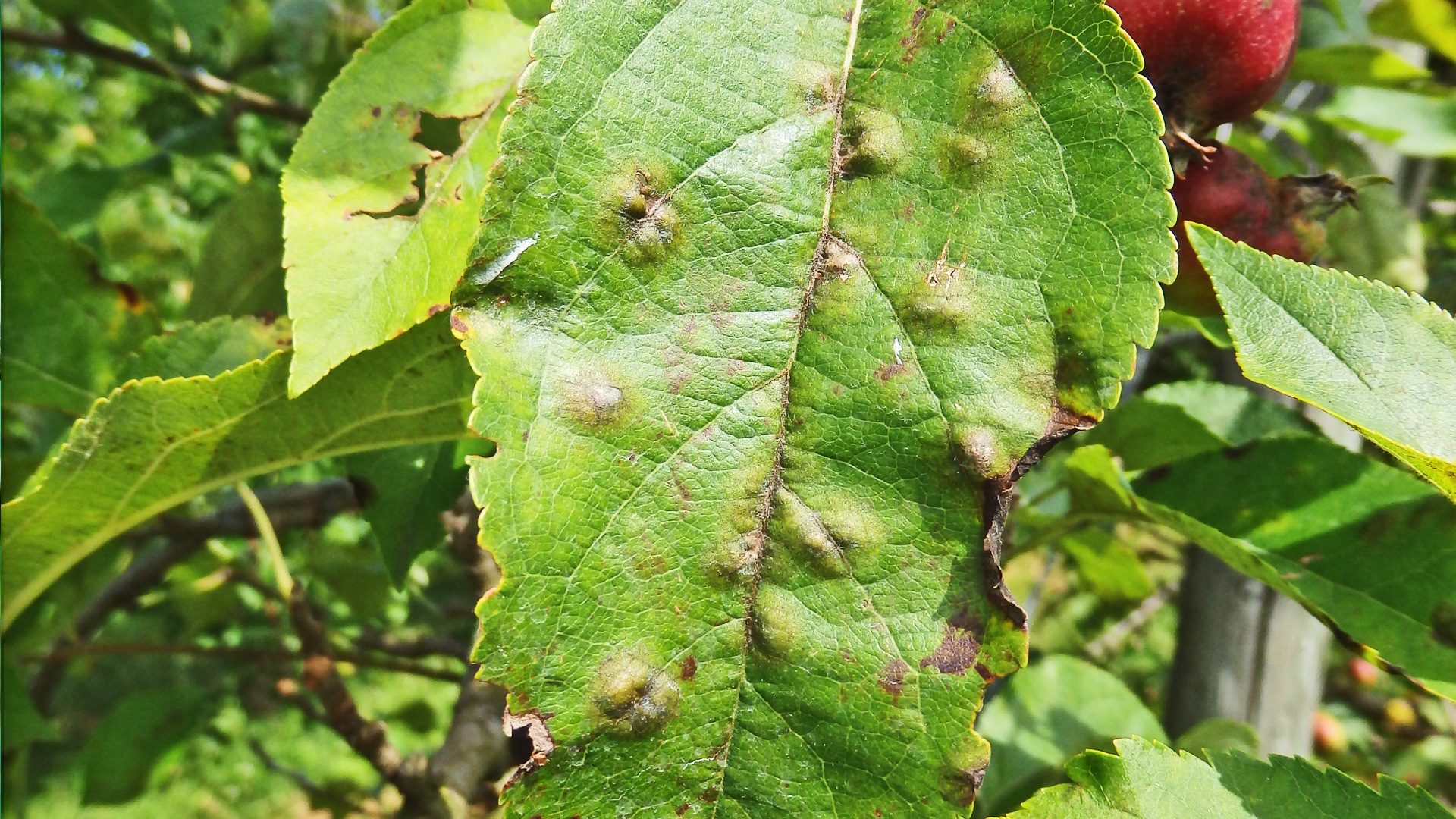 Apfelblatt mit dunklen, runden Flecken, typische Symptome von Apfelschorf (Venturia inaequalis)