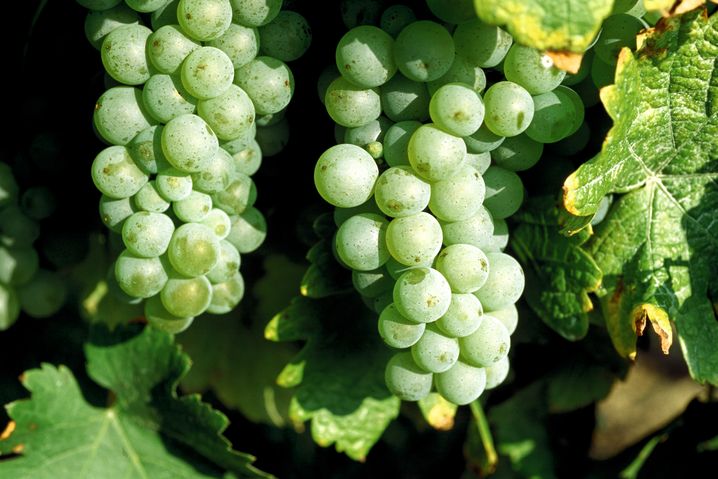 Peronospora sicher bekämpfen – wie geht das?