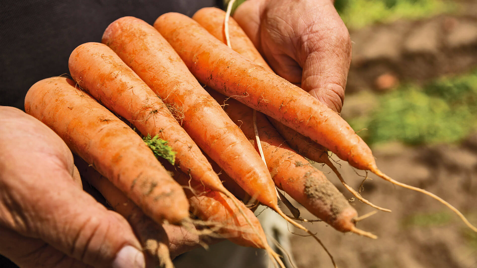 Frisch geerntete Karotten in Händen gehalten, noch mit Erde bedeckt