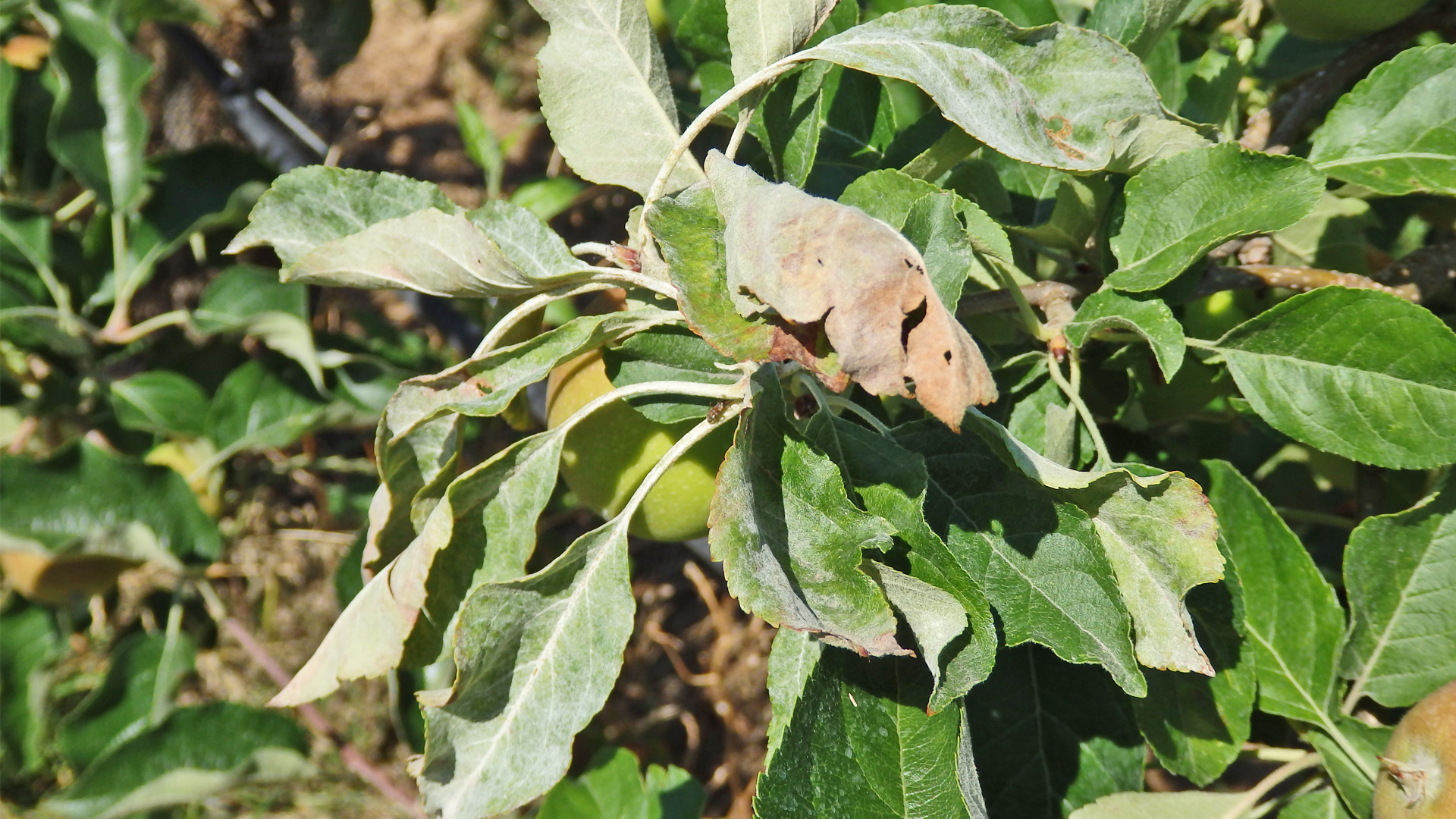 Apfeltrieb mit silbrig-weißem Belag auf den Blättern, verursacht durch Echten Mehltau (Podosphaera leucotricha)