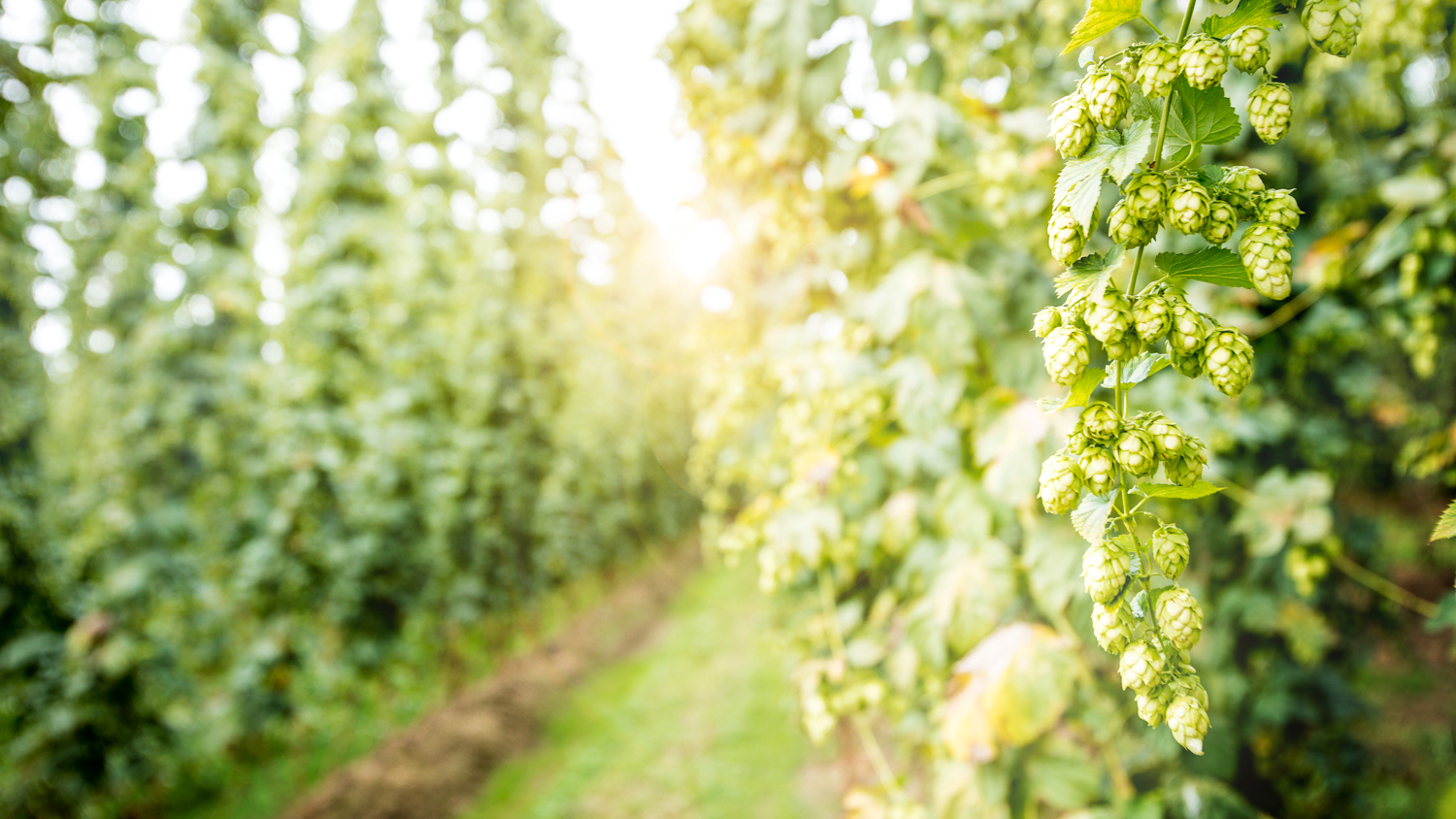Strategien zur Krankheitsbekämpfung