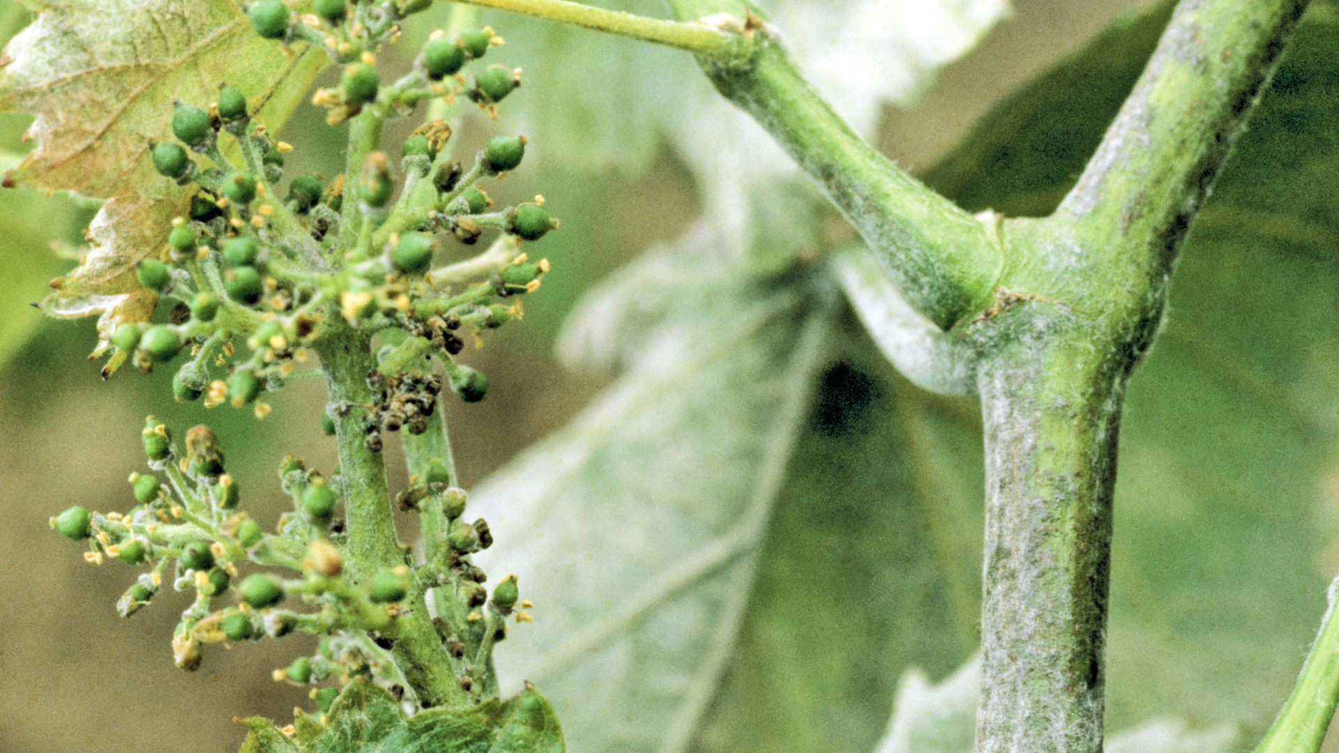 Strategie zur Oidiumbekämpfung