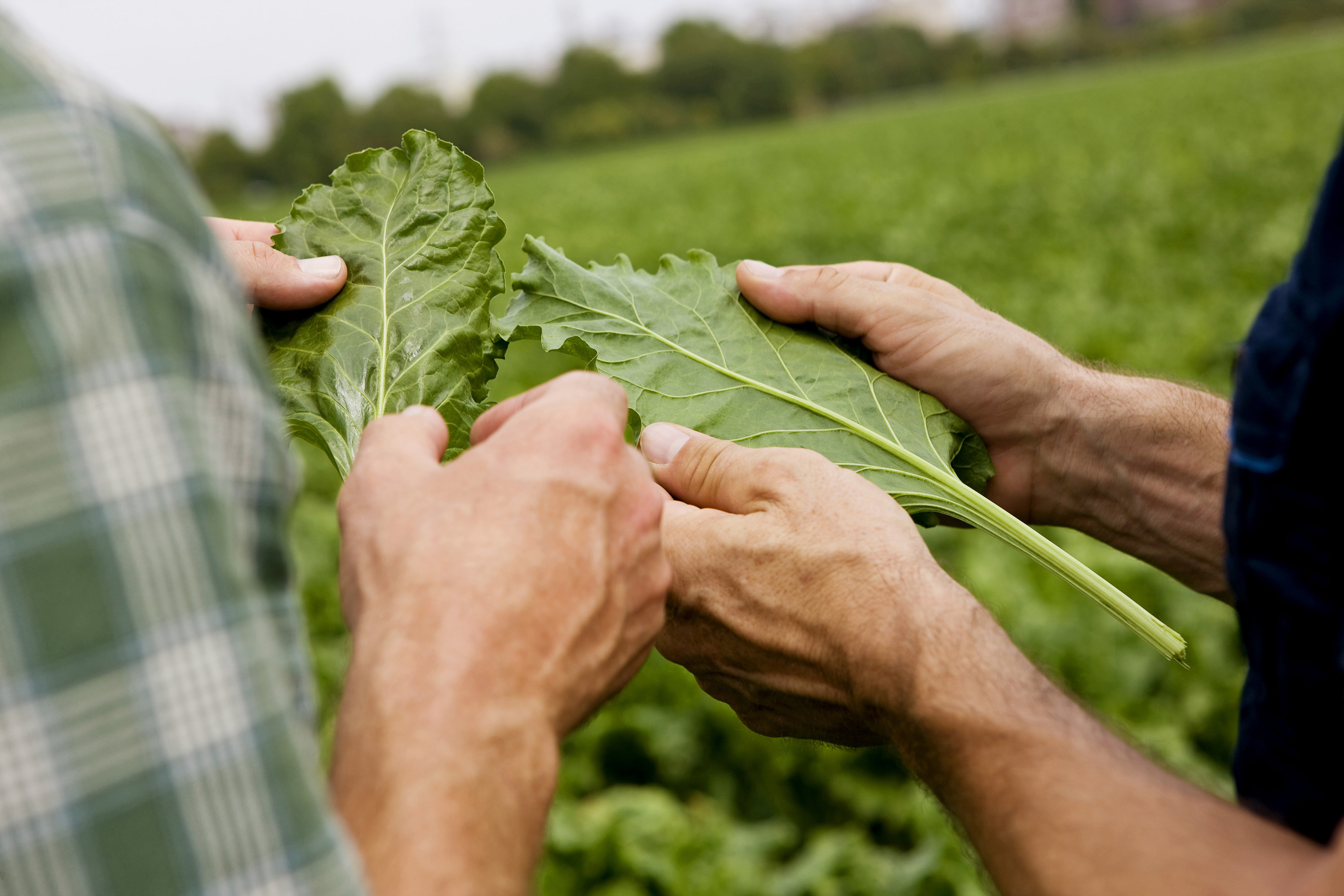 Rüben auf einem Feld.