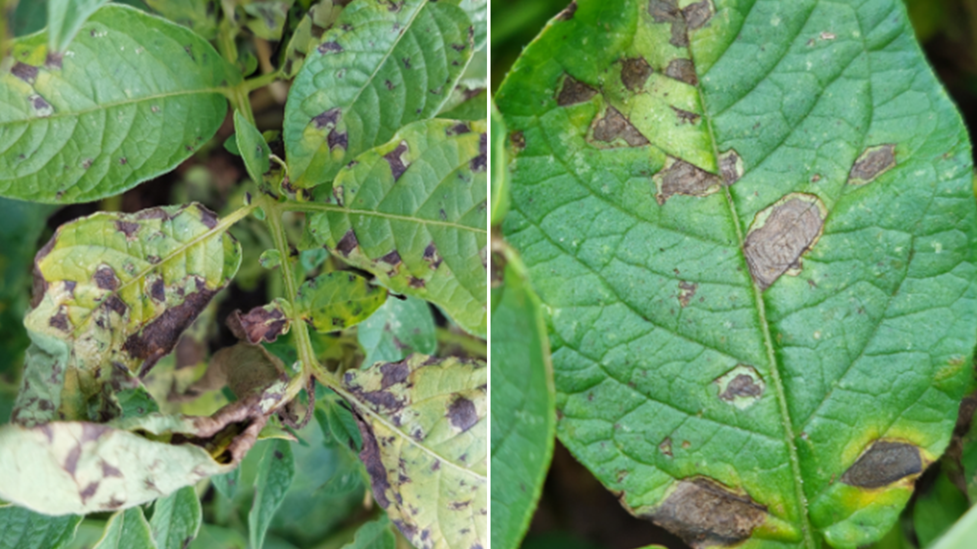 Kartoffelpflanzen mit typischen Symptomen eines Alternaria-Befalls, erkennbar an dunklen, konzentrisch gemusterten Flecken auf den Blättern.