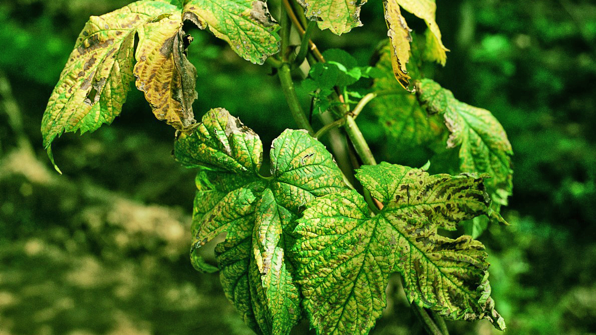 Hopfenblätter mit gelblichen Flecken und welken Rändern, Anzeichen von Falschem Mehltau (Peronospora humuli)