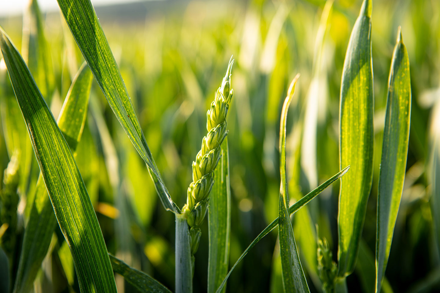 Krankheitsschutz in Getreide sichern