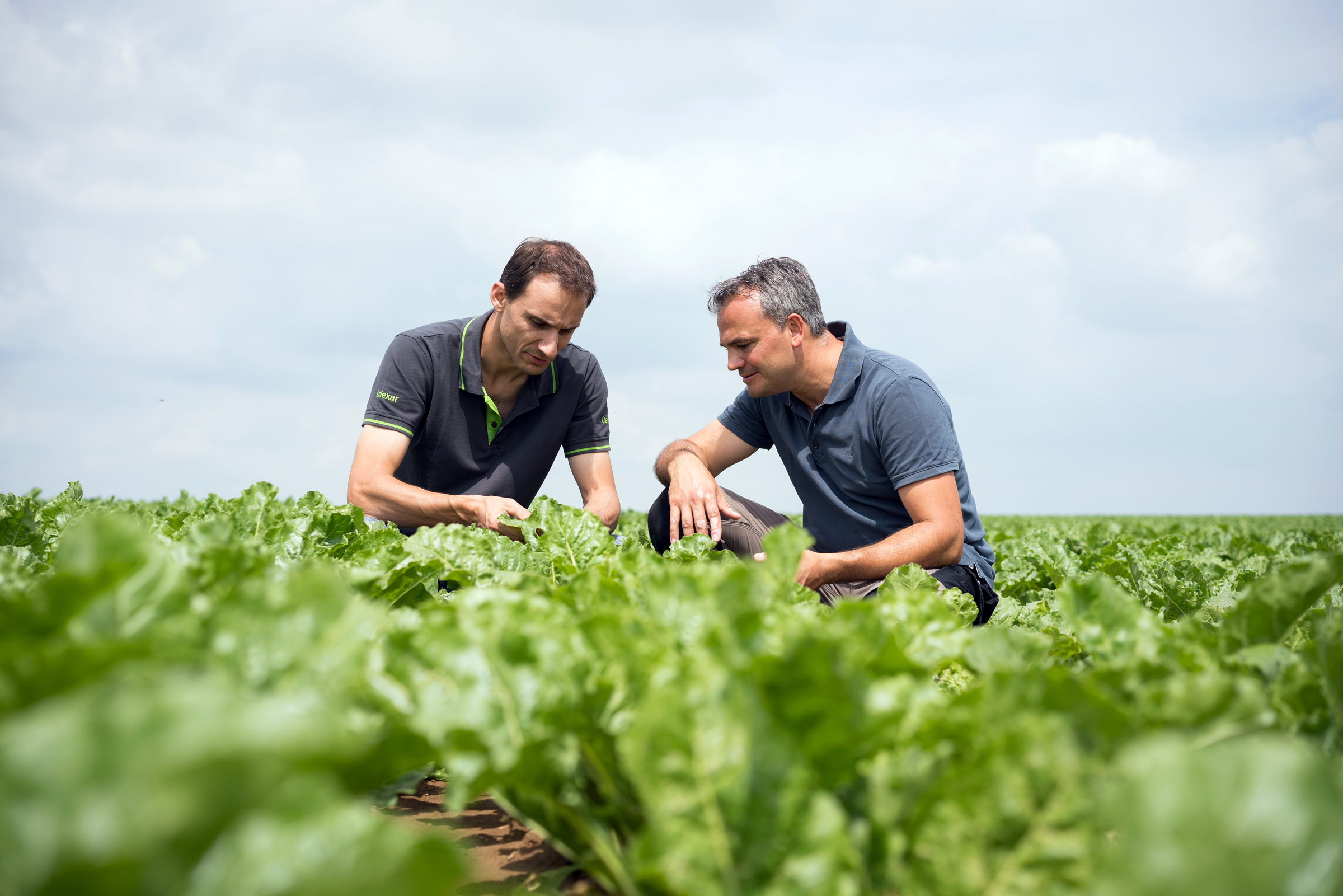 Sichere und nachhaltige Unkrautbekämpfung in Rüben