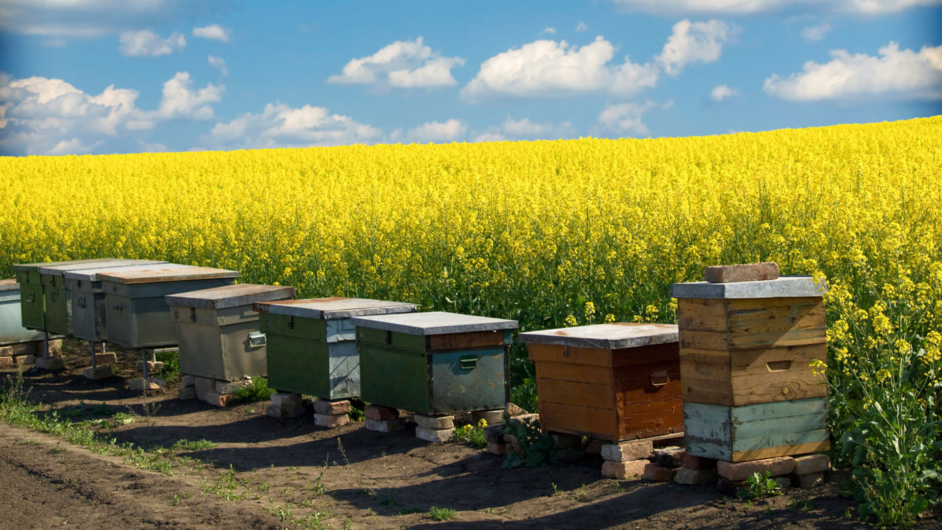   Landwirt und Imker - eine Partnerschaft, die sich lohnt