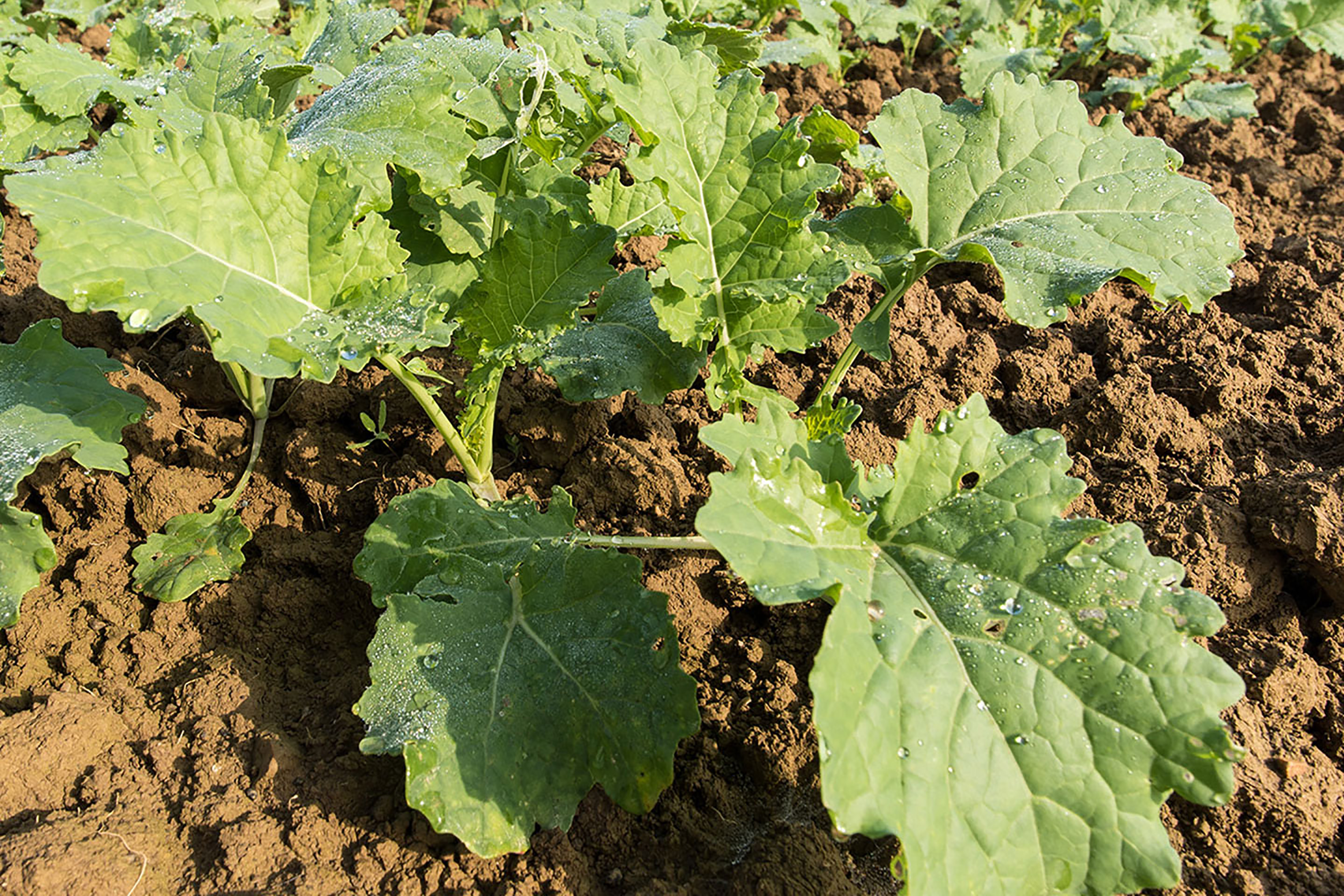 Bestandesführung im Frühjahr in Raps optimieren