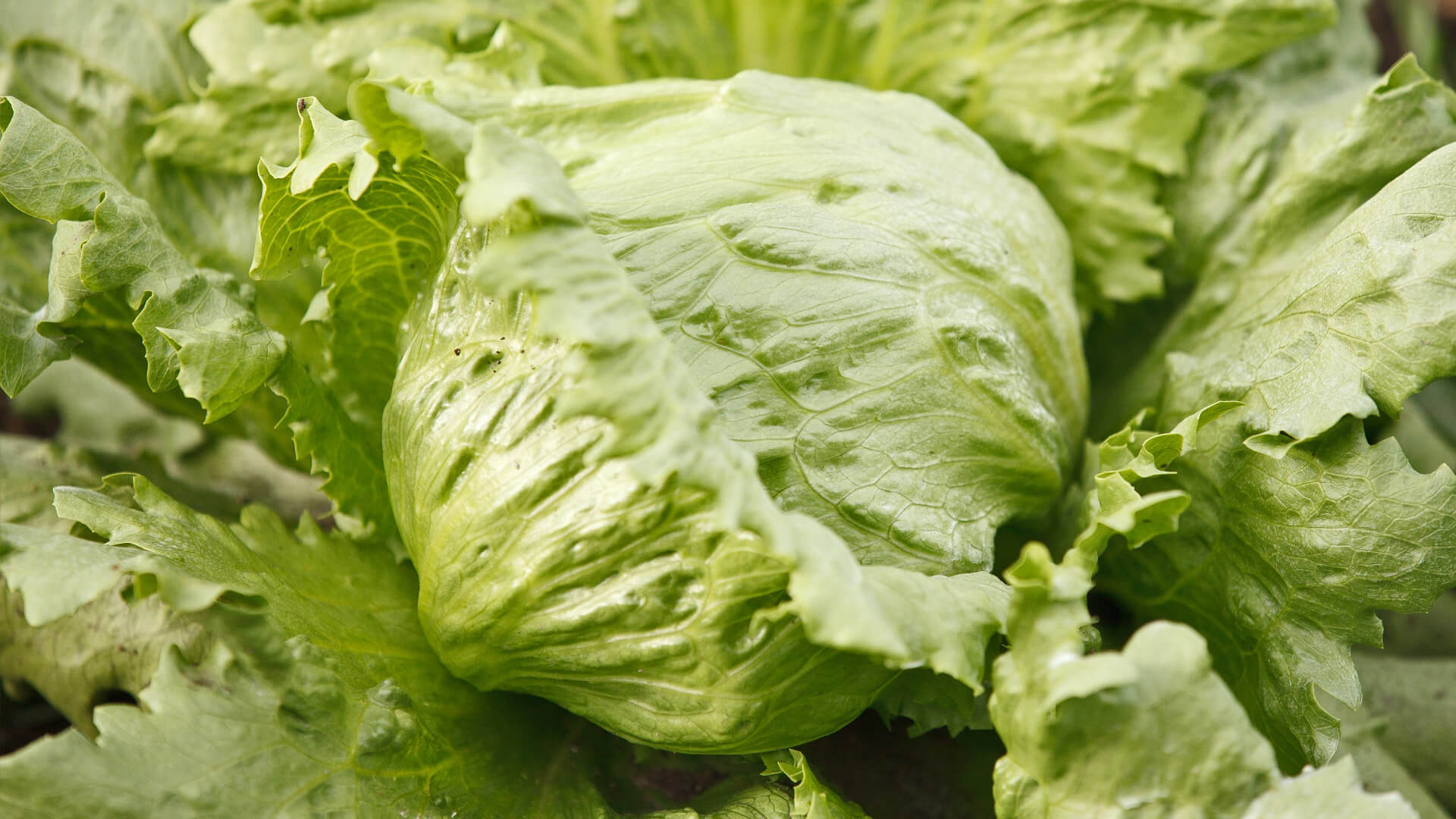 Frischer grüner Kopfsalat mit knackigen Blättern