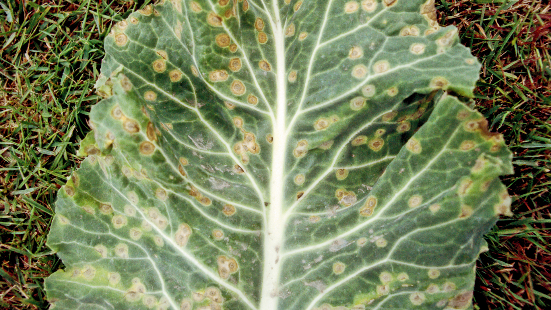 Kohlblatt mit dunklen Blattflecken durch Pilzkrankheit (Alternaria brassicicola)
