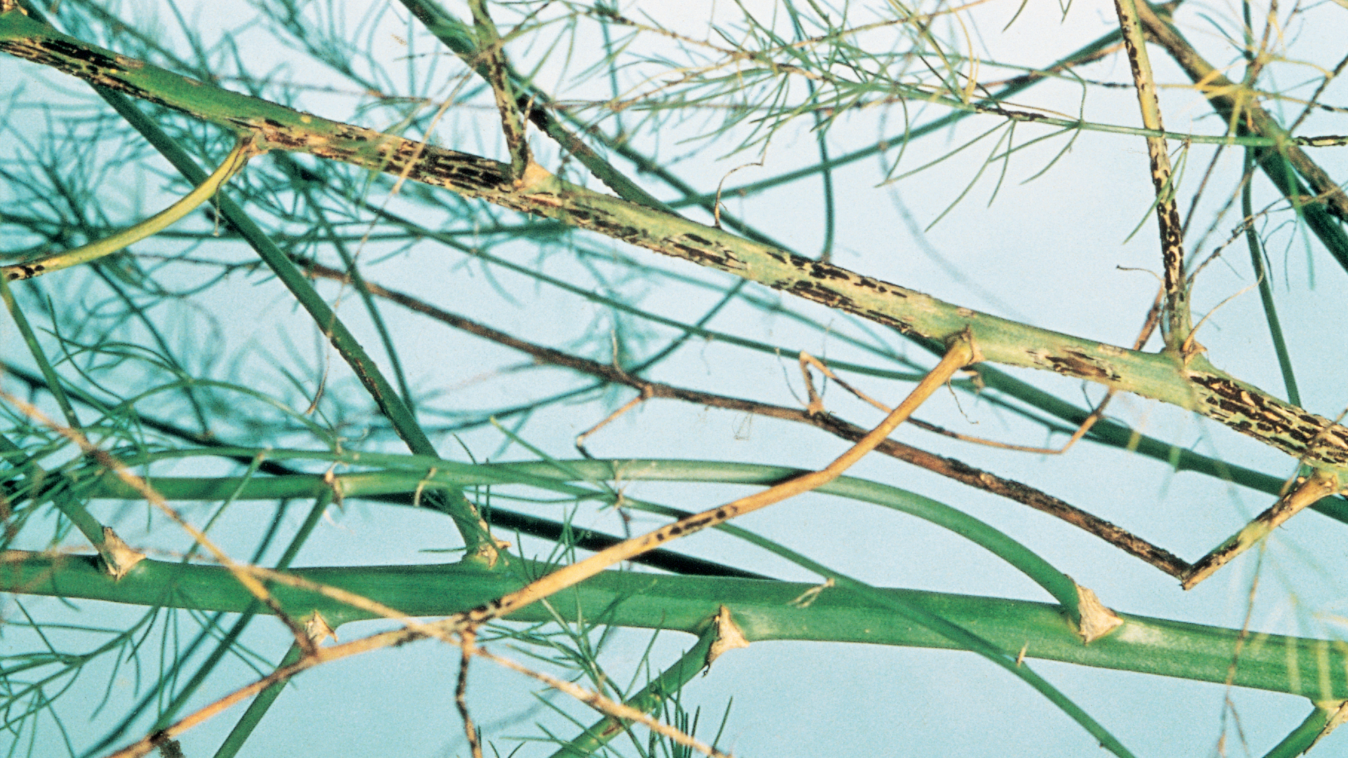 Spargelpflanzen mit orangefarbenen Sporenlagern durch Rostpilz (Uredo asparagi)