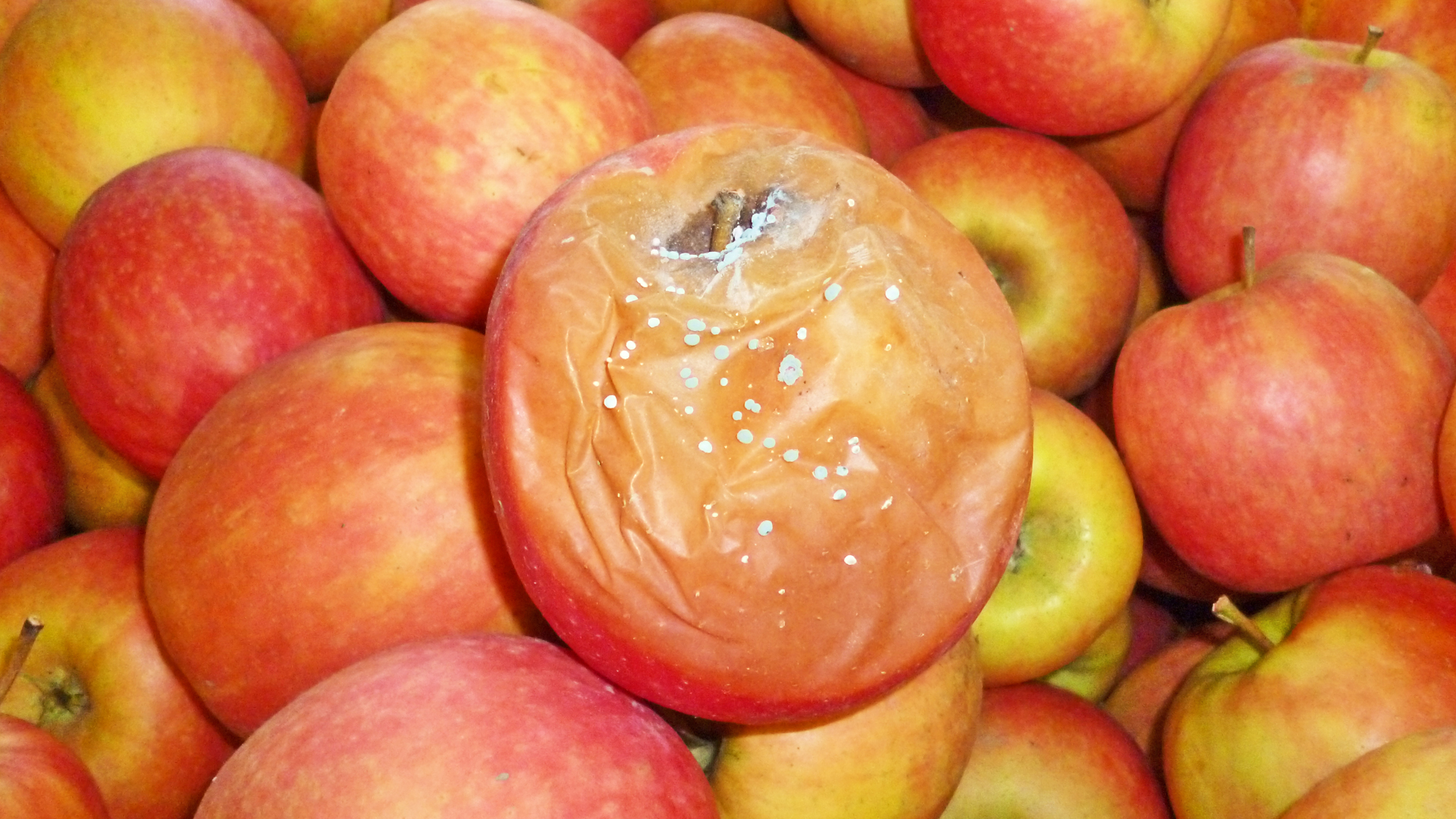 Lagerapfel mit weicher, brauner Fäule und weißlichem Schimmelbelag durch Penicillium spp.