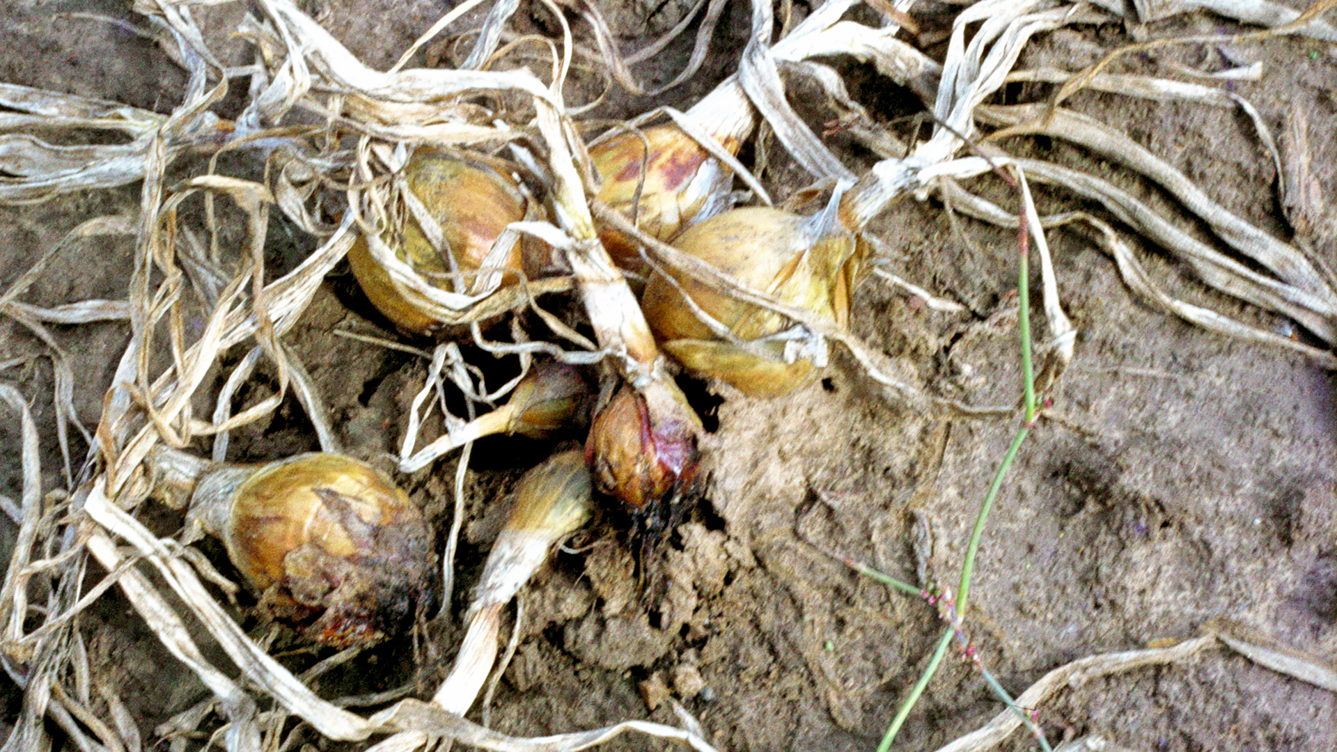 Zwiebelpflanzen im Boden mit Anzeichen von Weißfäule (Sclerotium cepivorum), weiße Pilzmyzelien sichtbar