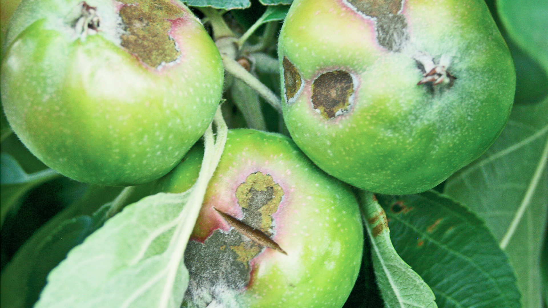 Apfelblatt mit dunklen, runden Flecken, typische Symptome von Apfelschorf (Venturia inaequalis)