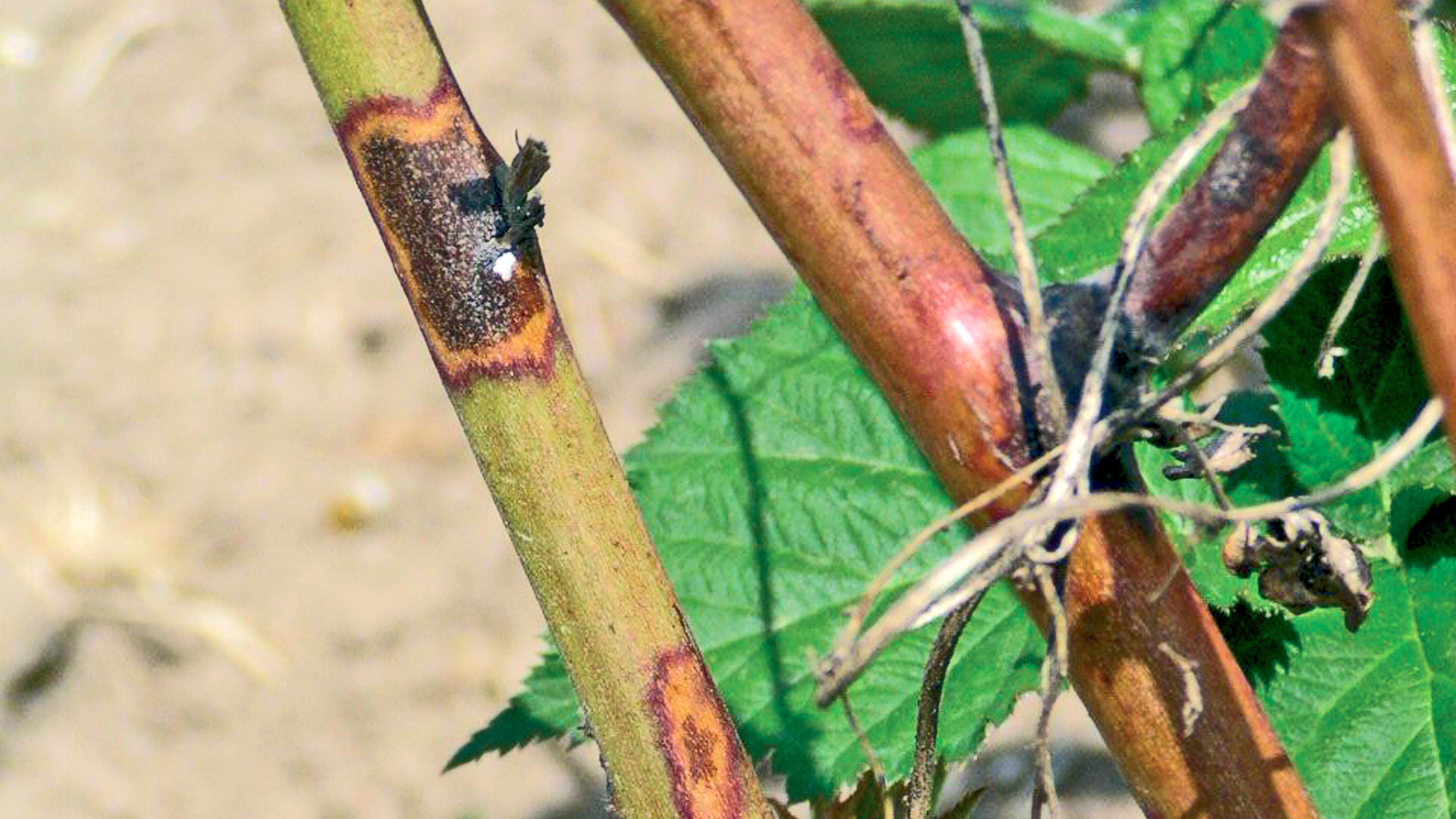 Himbeertriebe mit braunen, eingesunkenen Flecken und beginnender Rindennekrose durch Didymella applanata