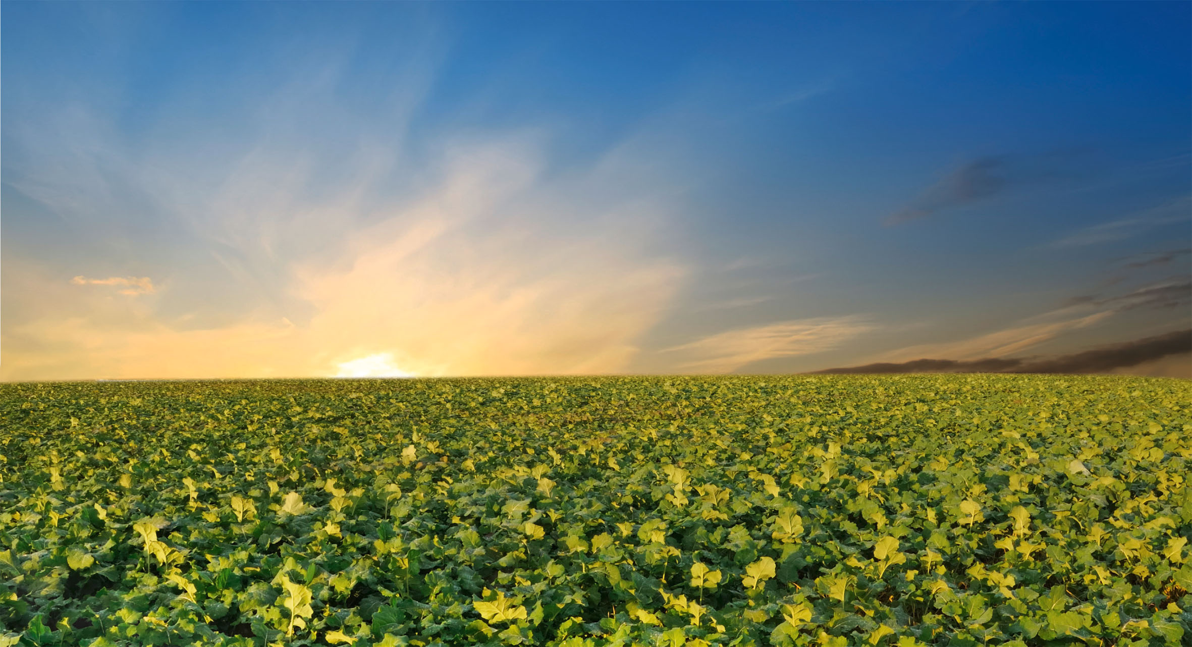 Raps-Bestand im Herbst optimieren