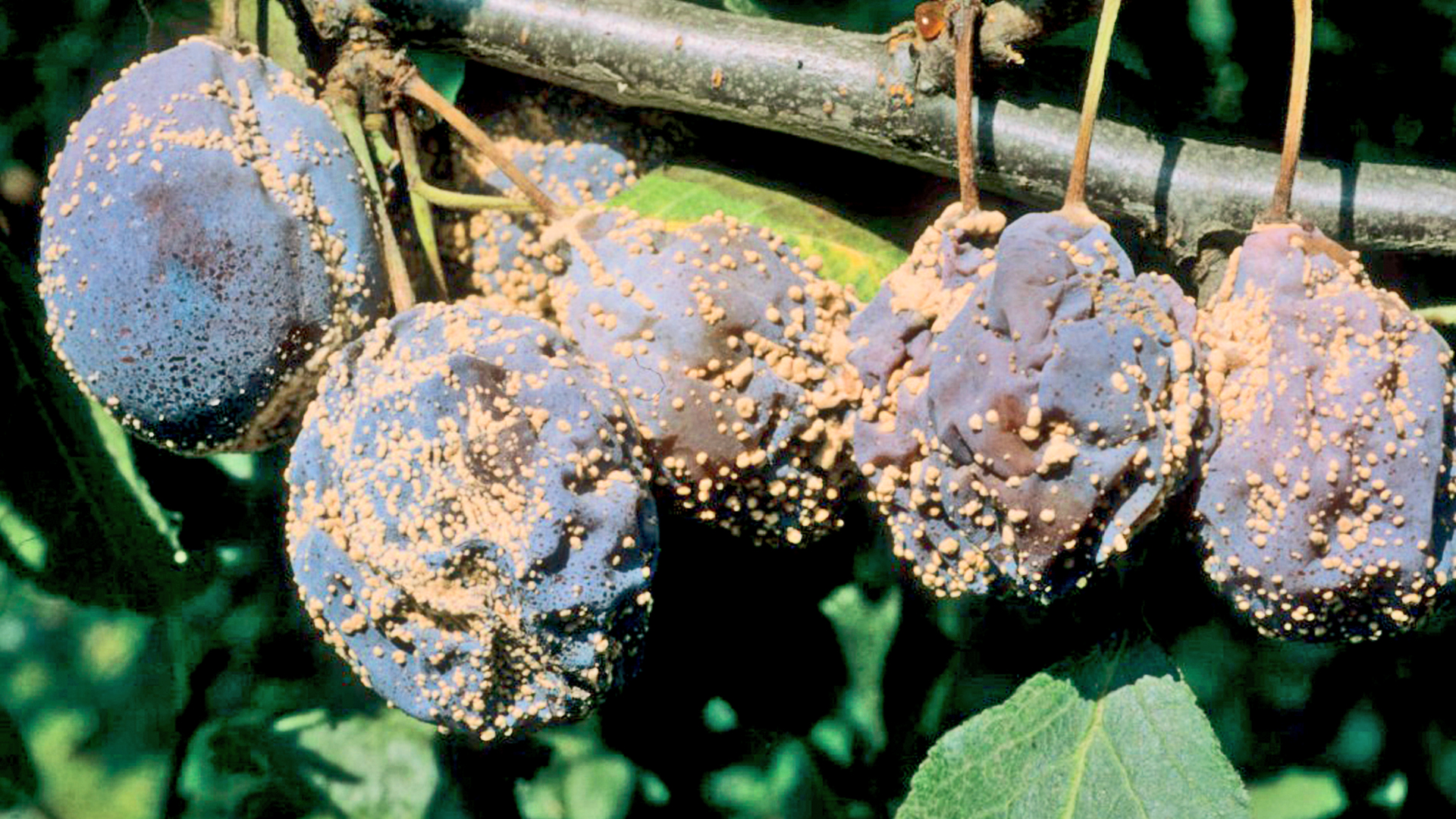 Mehrere Pflaumen mit gelblichen Pilzsporen, befallen durch Monilia-Fruchtfäule (Monilinia fructigena)