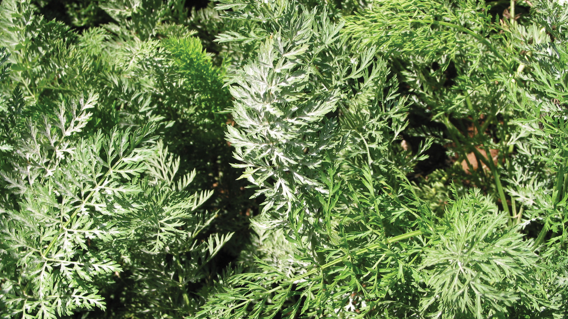 Karottenlaub mit weißlichem Belag durch Echten Mehltau (Erysiphe umbelliferarum)