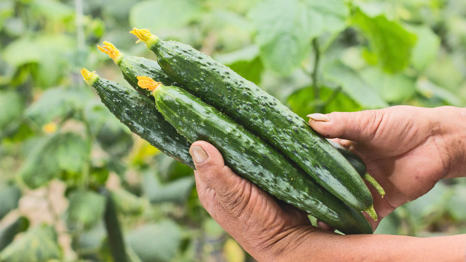 Nahaufnahme von Händen, die frische, grüne Freilandgurken mit Blütenansätzen halten, vor einem Hintergrund aus Gurkenpflanzen.