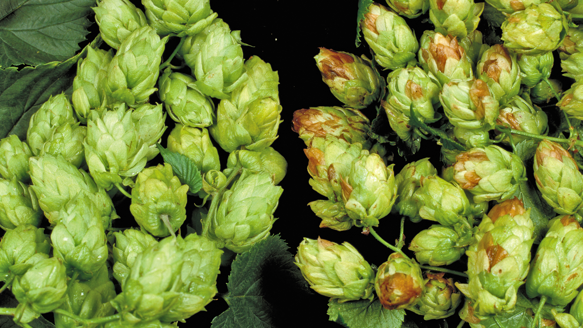 Hopfendolden mit beginnender Braunfäule durch Botrytis cinerea, gesunde und befallene Dolden im Vergleich