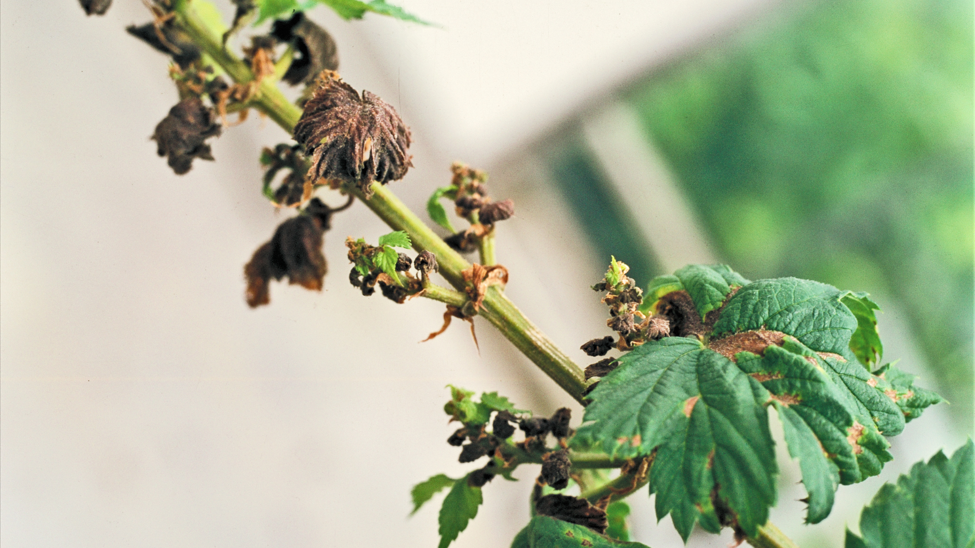 Hopfenranke mit welken Blättern und schwarzen Trieben infolge fortgeschrittenen Befalls mit Falschem Mehltau