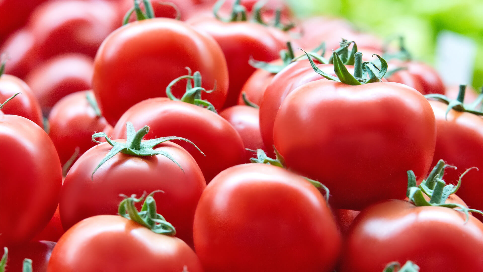 Frische rote Tomaten mit grünem Stielansatz in Nahaufnahme