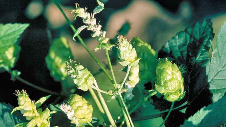 Hopfendolden mit weißlichem Belag auf Blättern und Dolden, verursacht durch Echten Mehltau (Podosphaera macularis)
