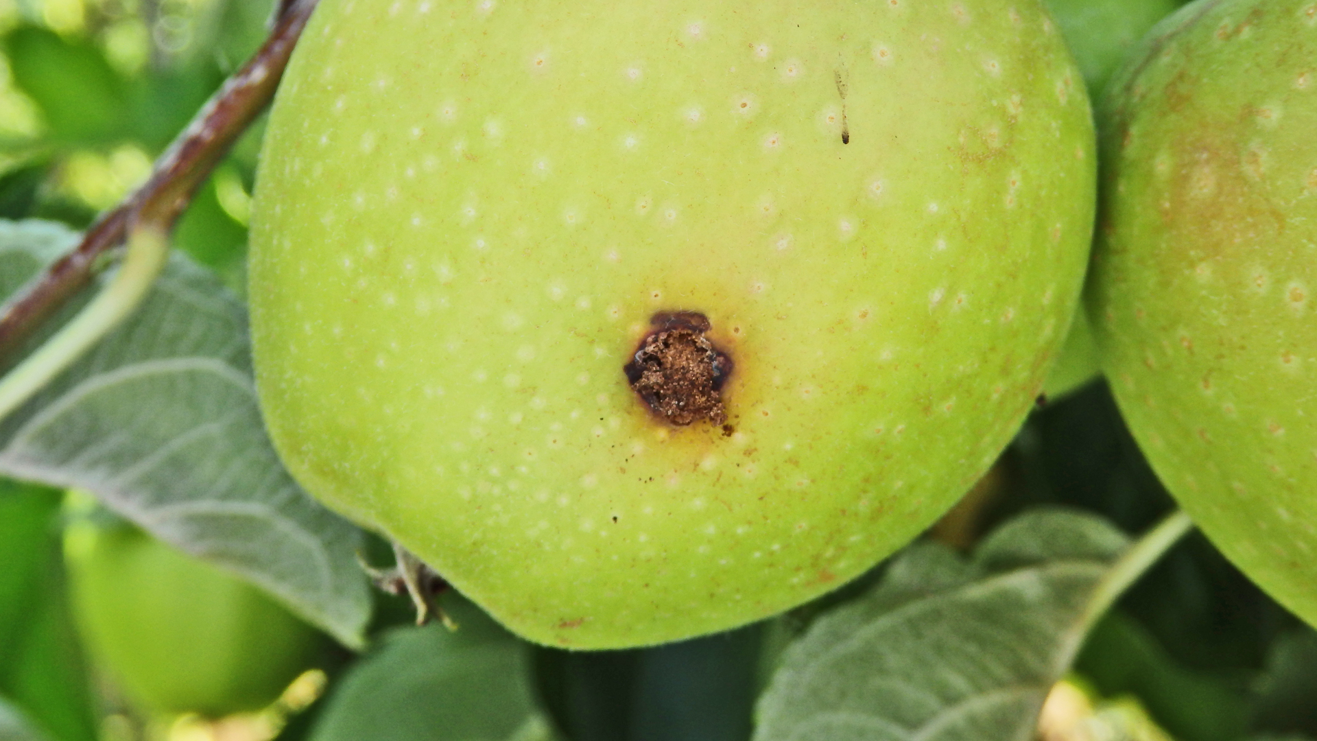 Grüner Apfel mit Bohrloch und Kotkrümeln, verursacht durch den Apfelwickler (Cydia pomonella)