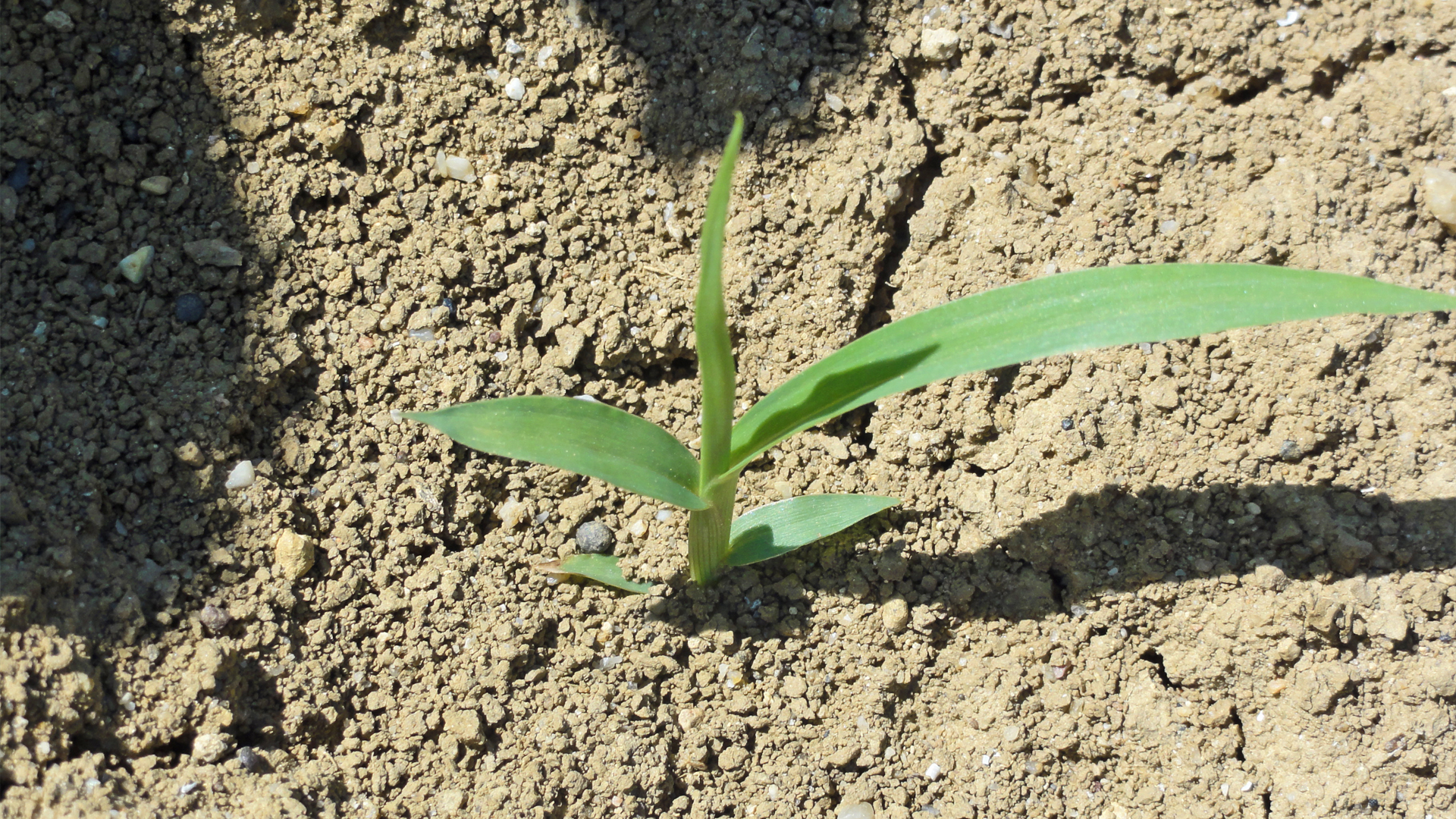 Quirlige Borstenhirse