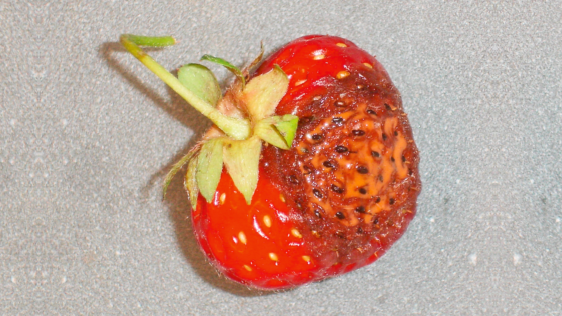 Erdbeere mit eingesunkenem, braunem Fleck, Anzeichen einer Fruchtfäule durch Glomerella cingulata