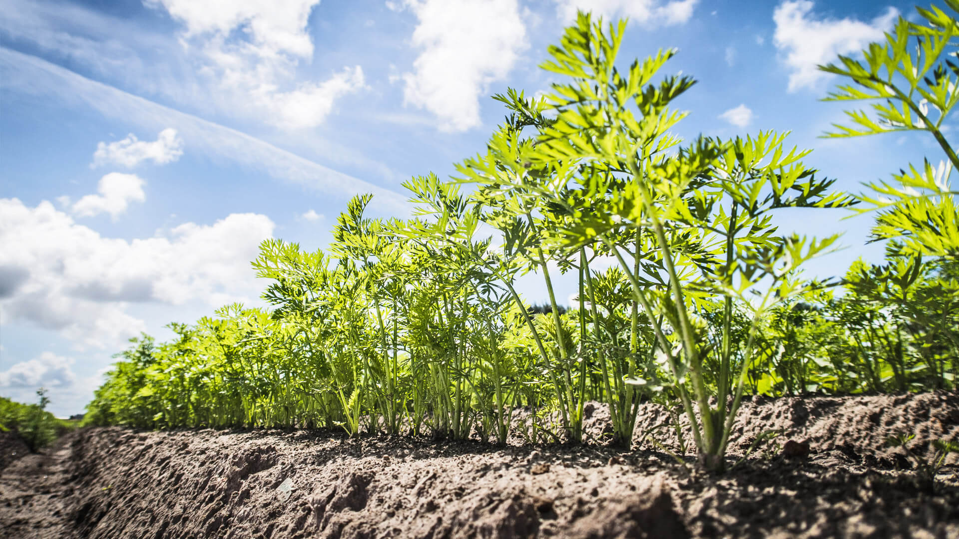 Möhrenlaub gesund halten und Sclerotinia, Alternaria und Echten Mehltau frühzeitig bekämpfen.