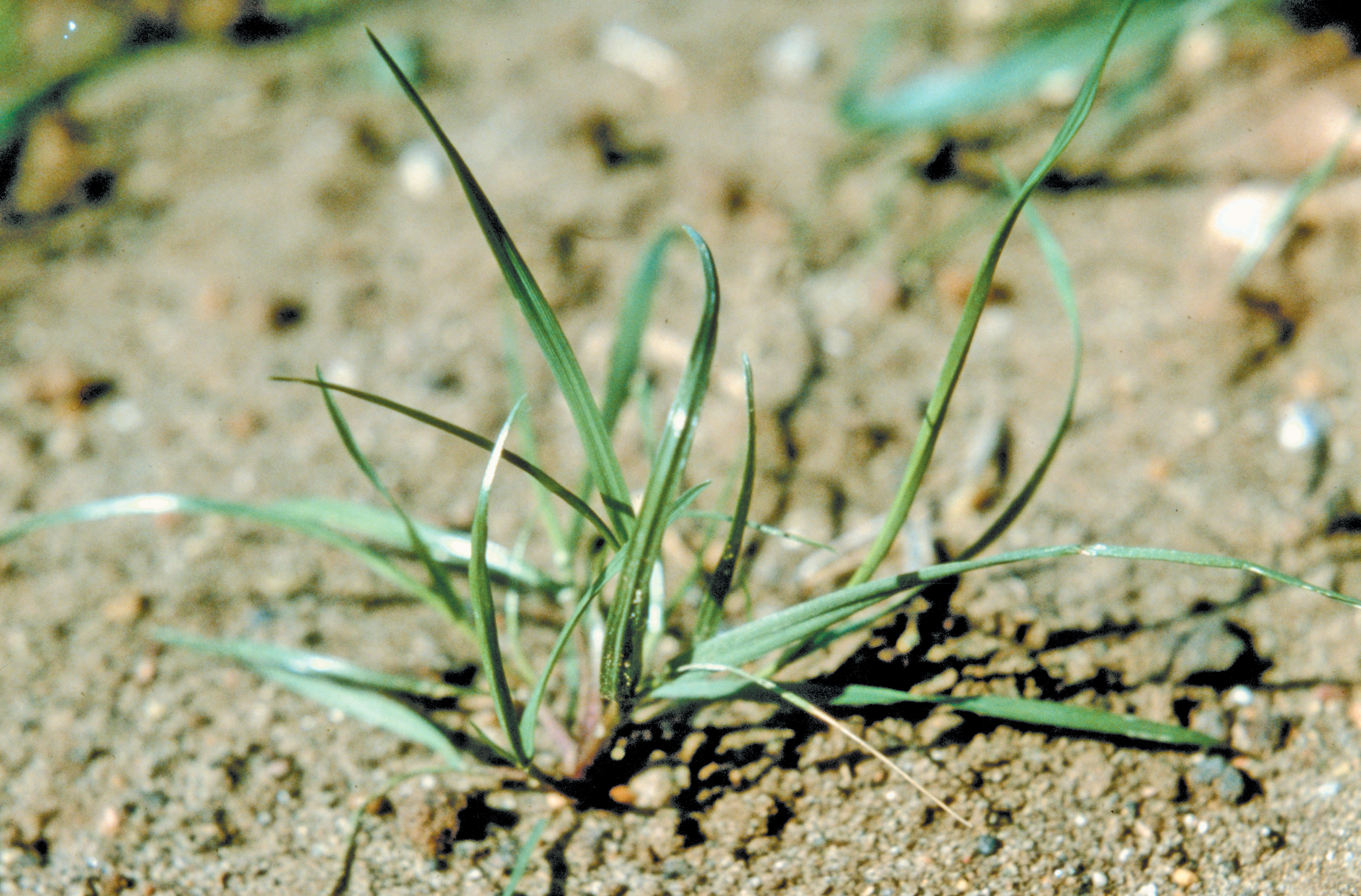 Optimierte Bekämpfung einjähriger Schadgräser
